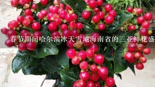春节期间哈尔滨冰天雪地海南省的3亚鲜花盛开影响两地气候的主要原因是