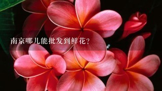 南京哪儿能批发到鲜花？