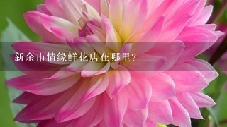 新余市情缘鲜花店在哪里?