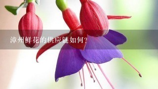 漳州鲜花的供应链如何?