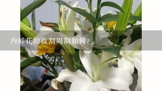 内鲜花的收割周期如何?